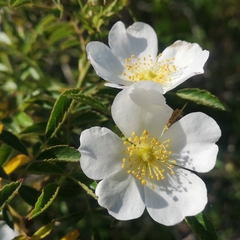 Rosa agrestis
