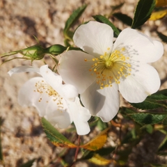 Rosa agrestis