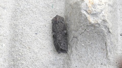 Lithophane laticinerea