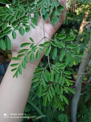 Moringa oleifera