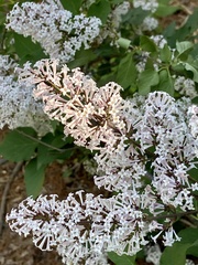 Syringa meyeri
