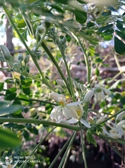 Moringa oleifera