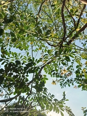 Moringa oleifera