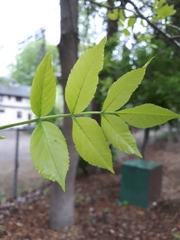 Fraxinus pennsylvanica