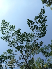 Moringa oleifera