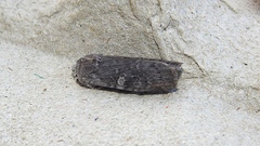 Lithophane laticinerea