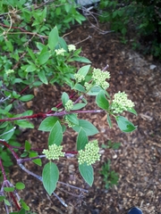 Cornus sericea