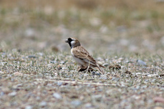 Montifringilla davidiana