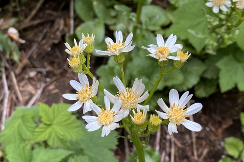 Senecio integerrimus var. ochroleucus