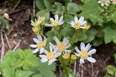 Senecio integerrimus ochroleucus