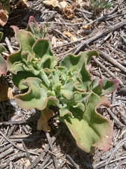 Mesembryanthemum crystallinum