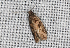 Tarachota hemicosmana