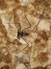 Paraphrynus chacmool