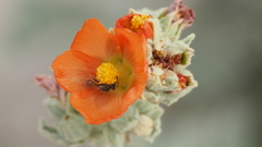 Sphaeralcea orcuttii