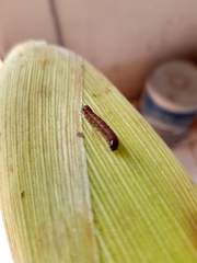 Spodoptera frugiperda