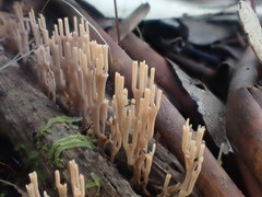Artomyces austropiperatus