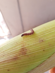 Spodoptera frugiperda