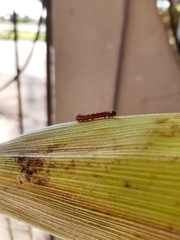 Spodoptera frugiperda