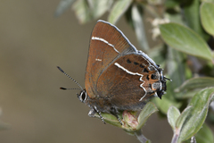 Callophrys spinetorum spinetorum
