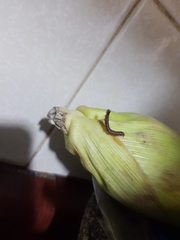 Spodoptera frugiperda