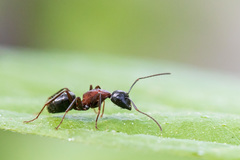 Camponotus novaeboracensis