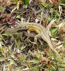 Sceloporus subniger