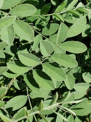 Indigofera lindheimeriana