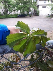 Parthenocissus quinquefolia