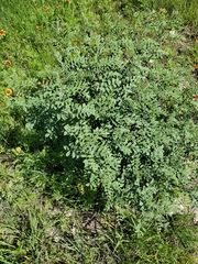 Indigofera lindheimeriana