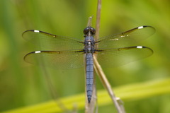 Libellula cyanea