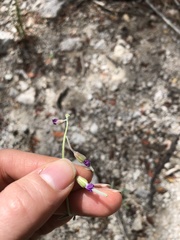 Boechera platysperma