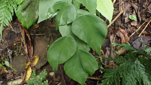 Seeman's maidenhair (Adiantum seemannii)