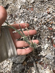 Boechera platysperma