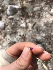 Boechera platysperma