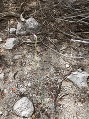 Boechera platysperma