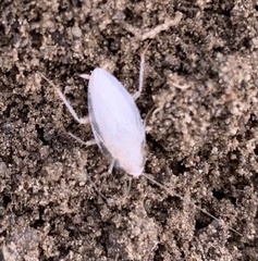 Ectobius pallidus