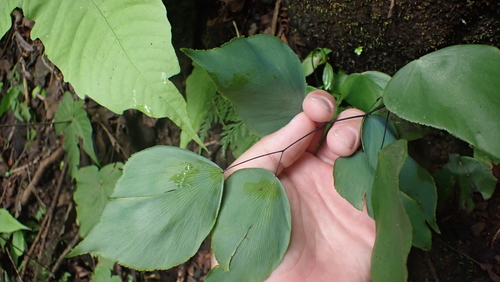 Image of Adiantum seemannii by (c) John Abrams, some rights reserved (CC BY)