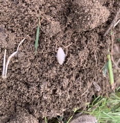 Ectobius pallidus