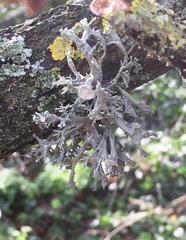 Ramalina fastigiata