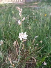 Asphodelus fistulosus