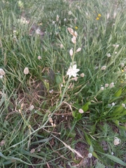 Asphodelus fistulosus