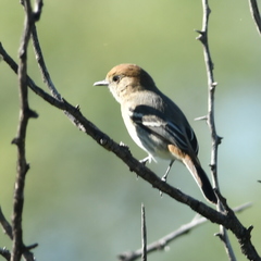 Knipolegus striaticeps