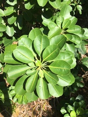 Euphorbia haeleeleana