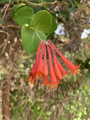 Lonicera arizonica