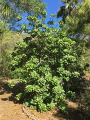 Euphorbia haeleeleana