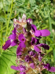 Dalea lasiathera