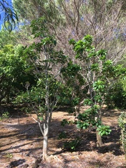 Euphorbia haeleeleana