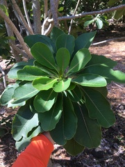 Euphorbia haeleeleana