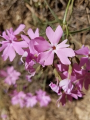 Phlox speciosa