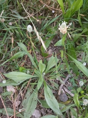 Plantago lagopus
